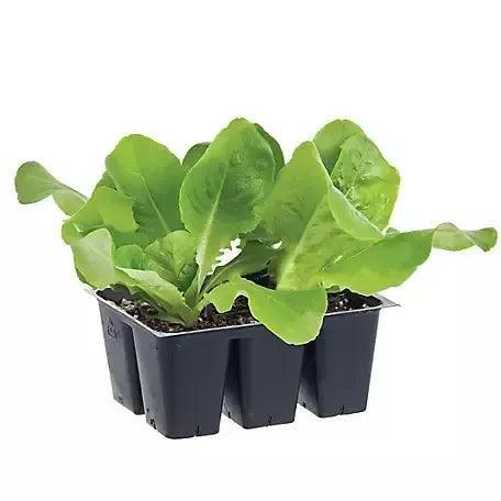 Lactuca sativa var. longifolia ~ Romaine Lettuce-ServeScape