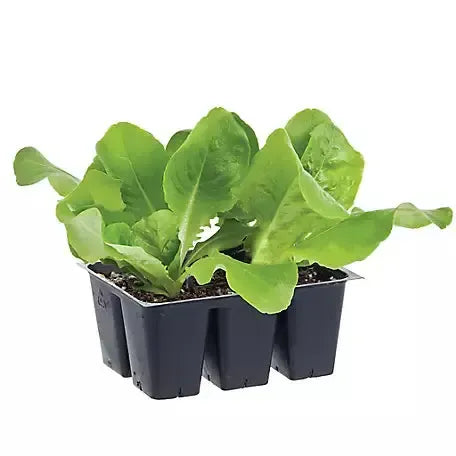 Assorted Vegetables ~ Cool Season Vegetables (1.2qt 6-pack )