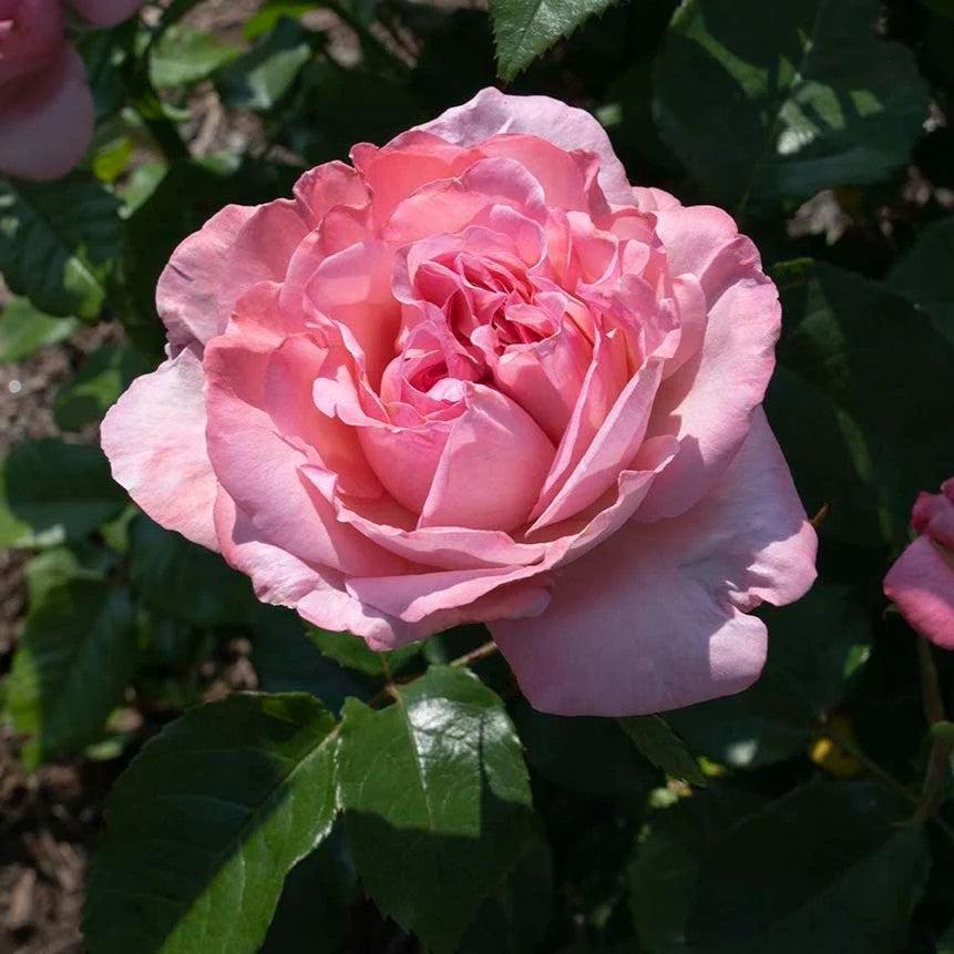 Rosa 'Meipapey' PP 35,892 ~ Romantica® Ball Gown™ Rose-ServeScape