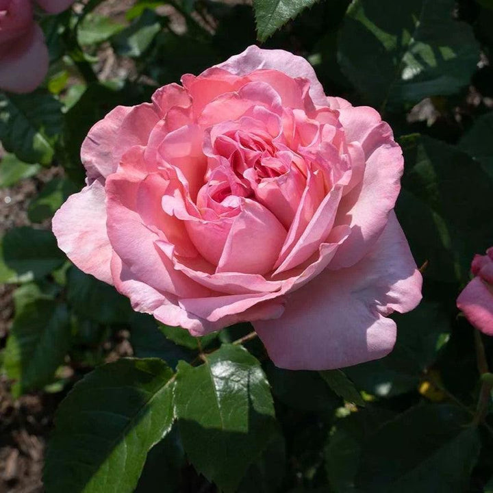 Rosa 'Meipapey' PP 35,892 ~ Romantica® Ball Gown™ Rose-ServeScape