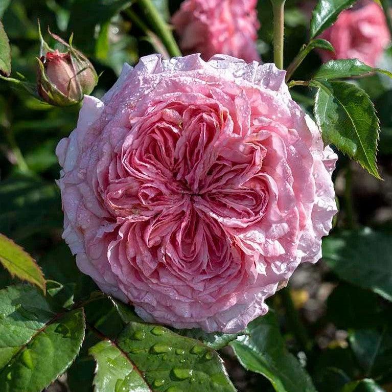 Rosa 'Meipapey' PP 35,892 ~ Romantica® Ball Gown™ Rose-ServeScape