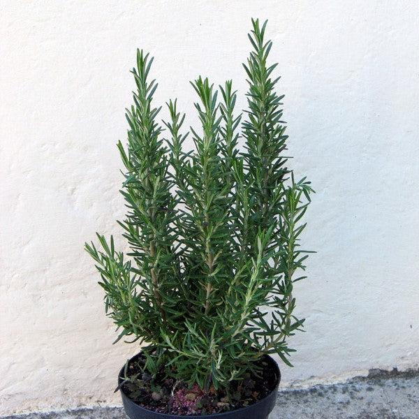 Rosmarinus officinalis ~ Rosemary-ServeScape