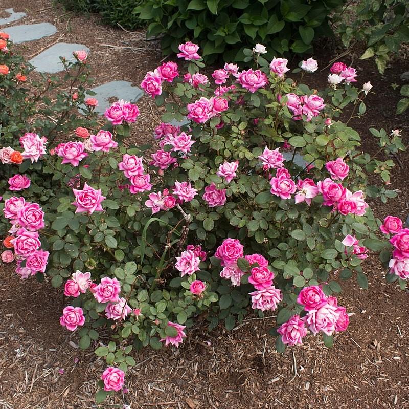 Rosa ‘Radtkopink’ PP 18,507 ~ Monrovia® Double Pink Knock Out® Rose-ServeScape