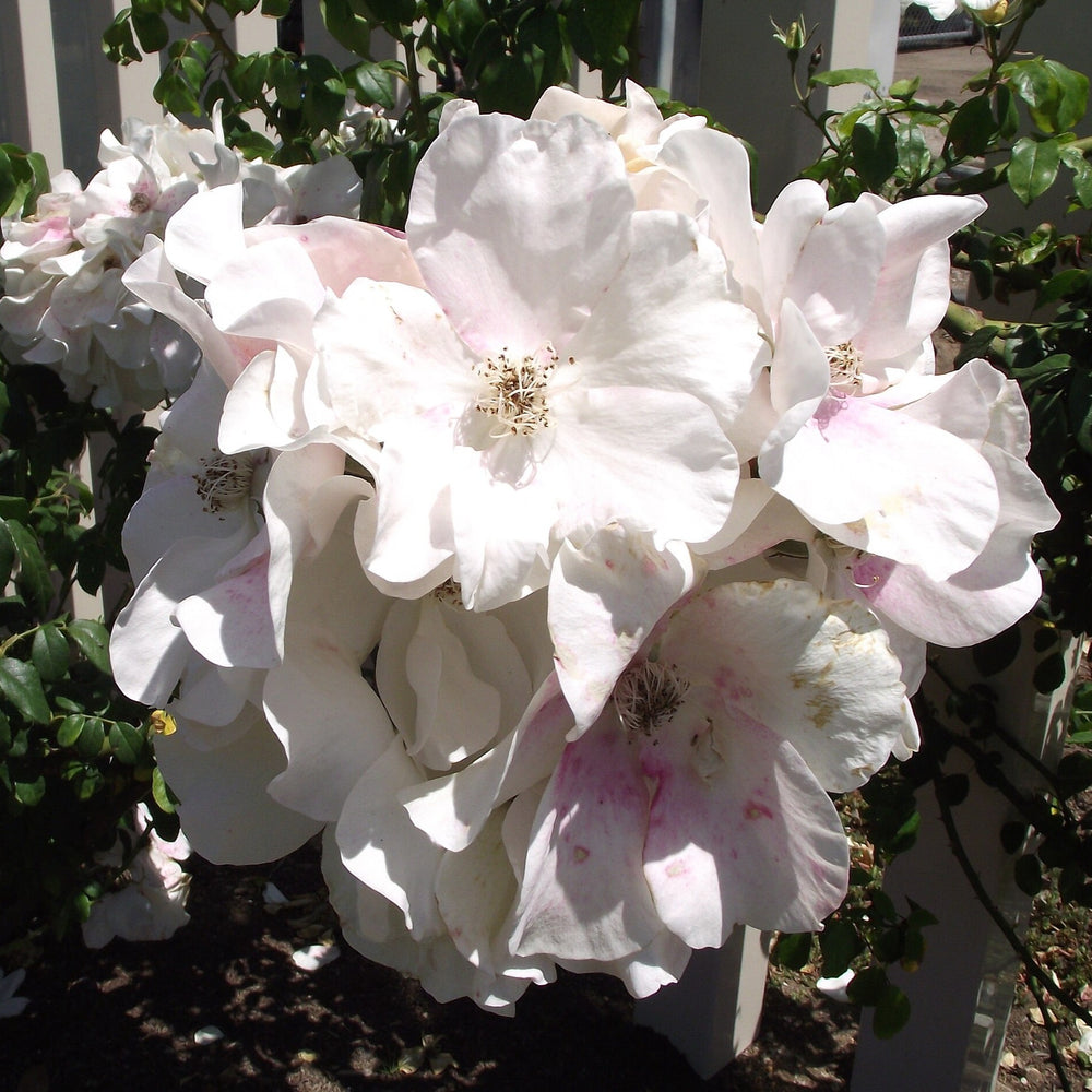 Rosa 'Sally Holmes' ~ Sally Holmes Climbing Rose-ServeScape