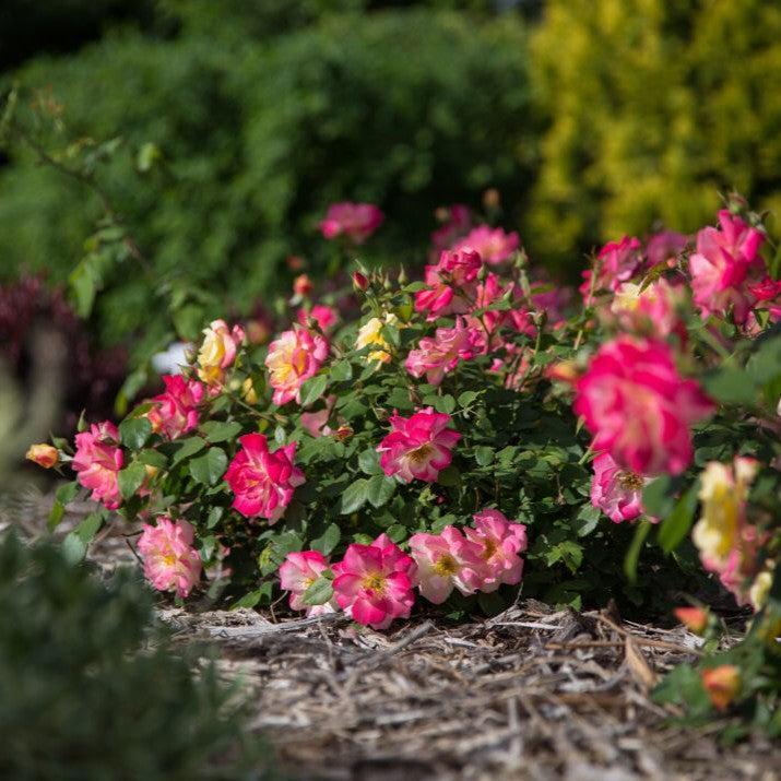 Rosa 'CA 29' ~ Campfire Rose-ServeScape