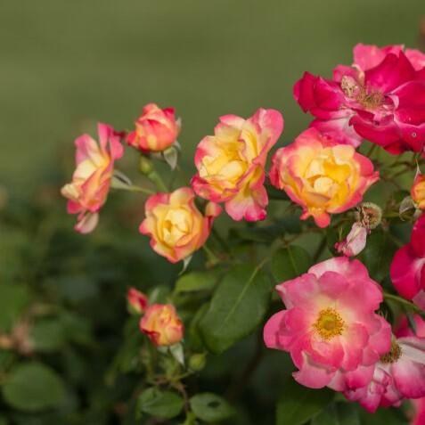 Rosa 'CA 29' ~ Campfire Rose-ServeScape