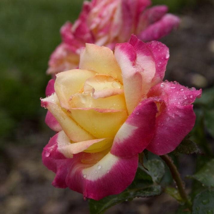 Rosa 'BAIpeace' ~ First Edition® Love & Peace® Rose-ServeScape
