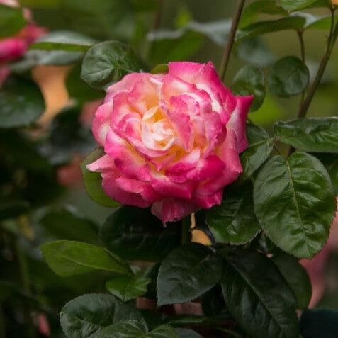 Rosa 'BAIpeace' ~ First Edition® Love & Peace® Rose-ServeScape