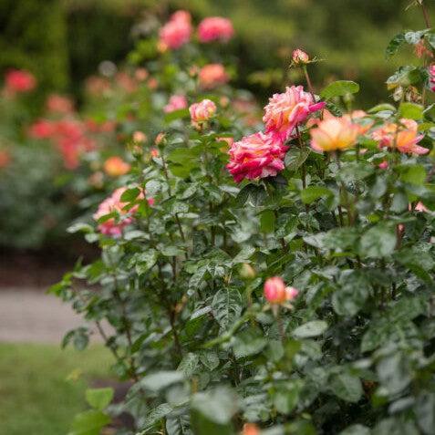 Rosa 'BAIpeace' ~ First Edition® Love & Peace® Rose-ServeScape