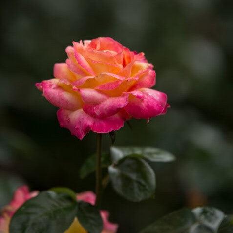Rosa 'BAIpeace' ~ First Edition® Love & Peace® Rose-ServeScape