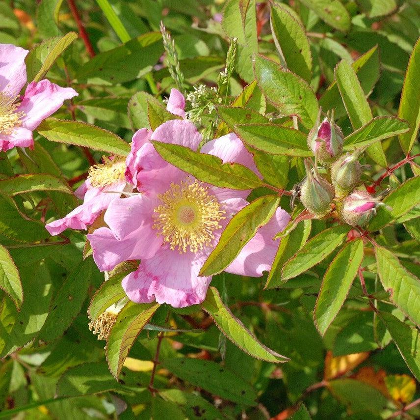 Rosa palustris ~ Swamp Rose-ServeScape