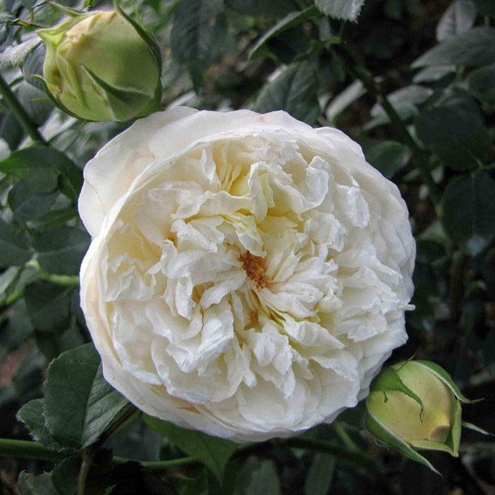 Rosa 'Ausprior' ~ Claire Austin Rose-ServeScape