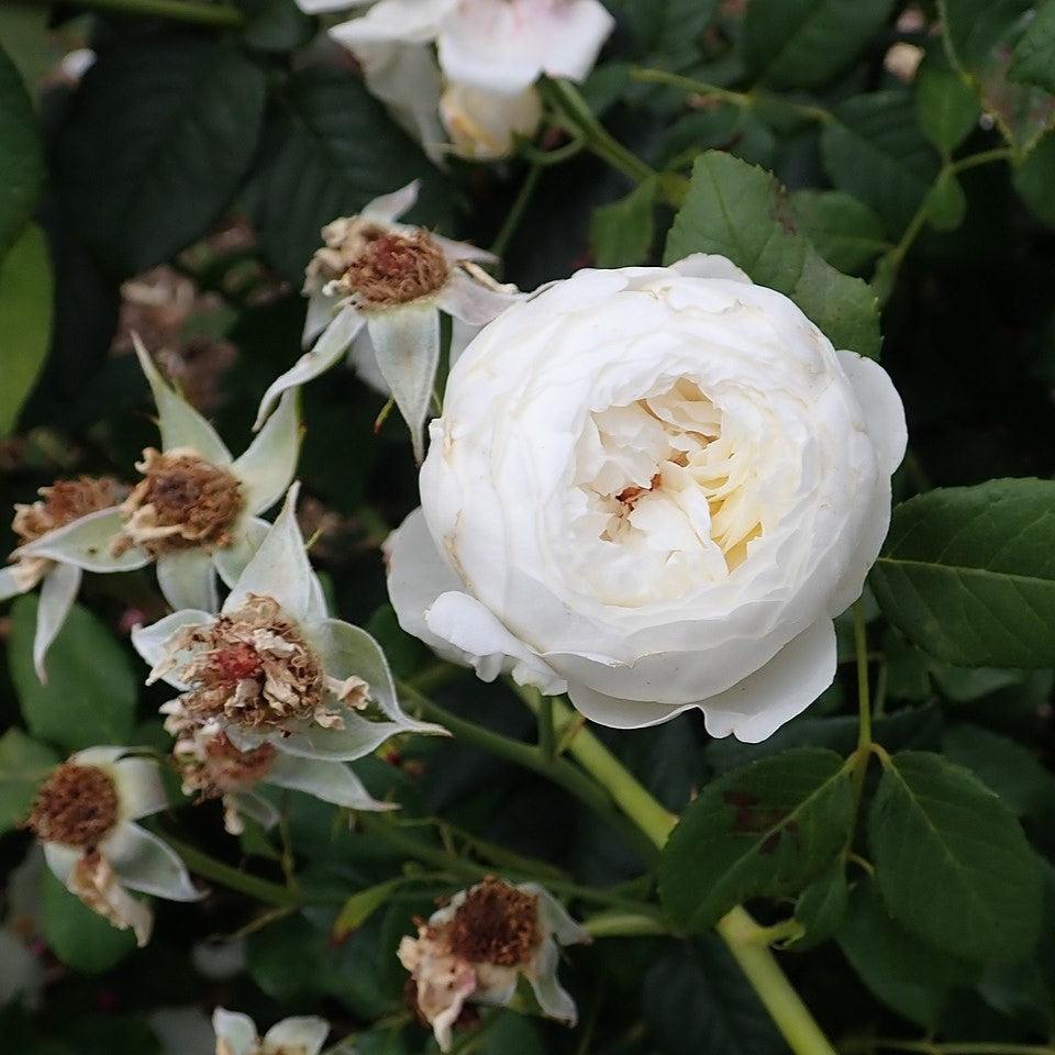 Rosa 'Ausprior' ~ Claire Austin Rose-ServeScape