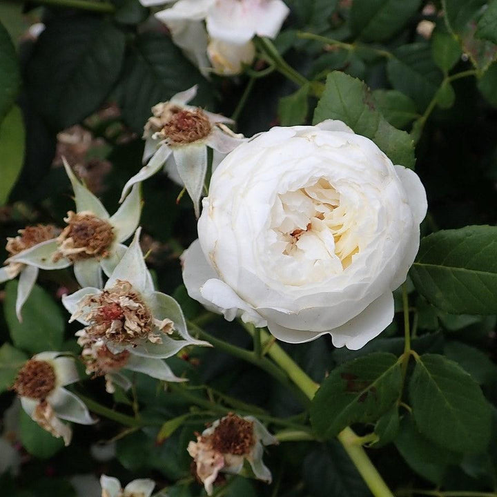 Rosa 'Ausprior' ~ Claire Austin Rose-ServeScape