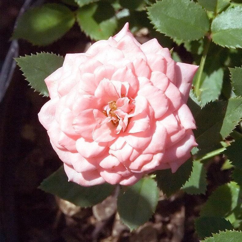 Rosa 'SPIcake' ~ Cupcake™ Miniature Rose-ServeScape