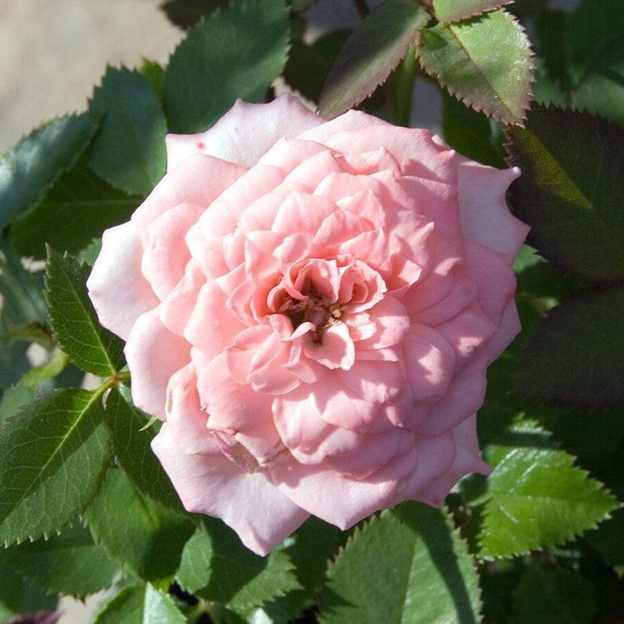 Rosa 'SPIcake' ~ Cupcake™ Miniature Rose-ServeScape