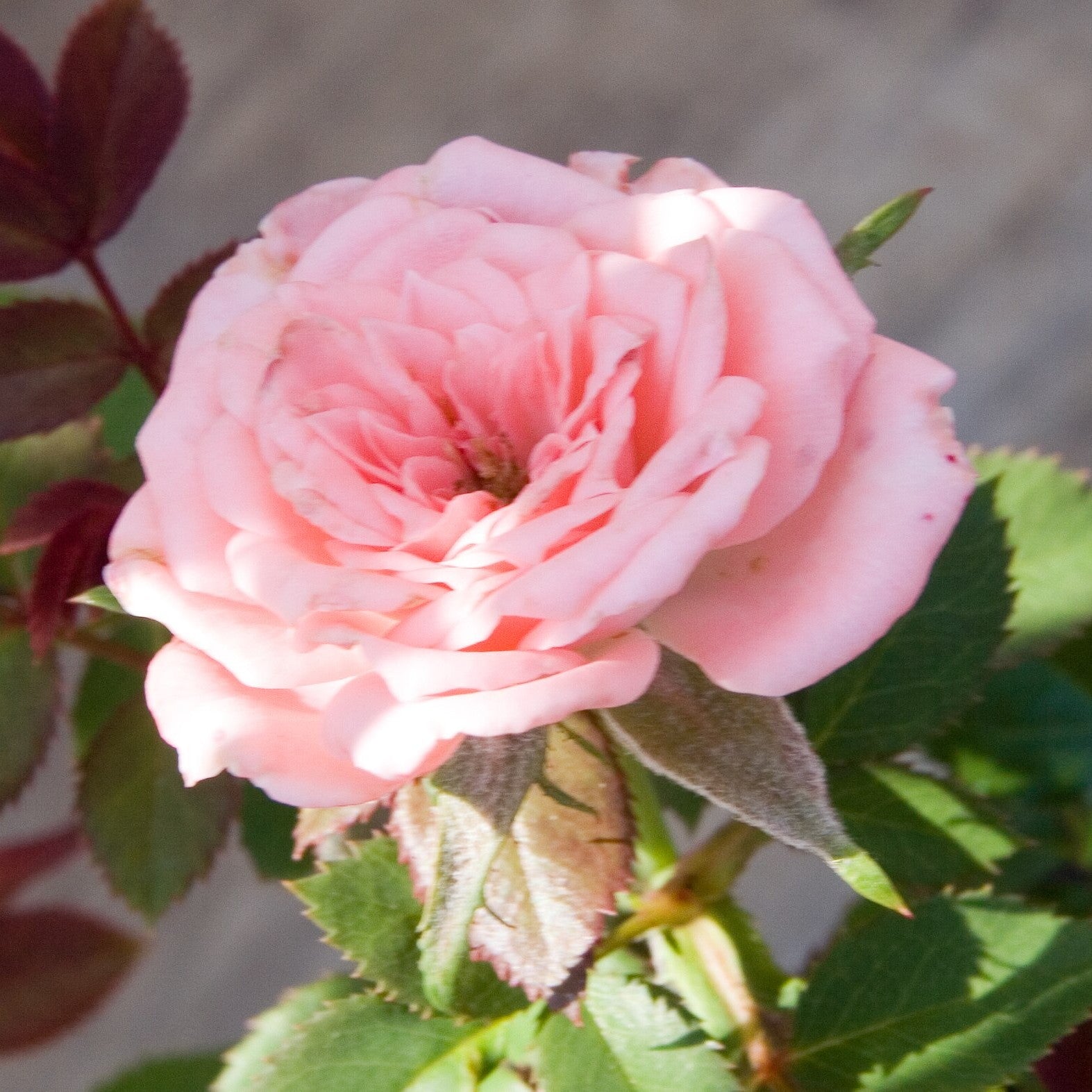 Rosa 'SPIcake' ~ Cupcake™ Miniature Rose-ServeScape