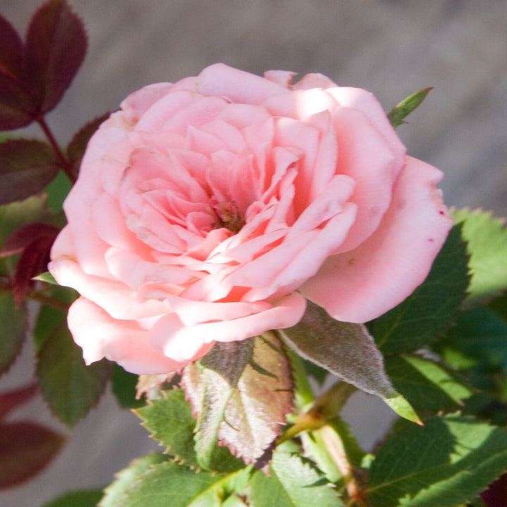 Rosa 'SPIcake' ~ Cupcake™ Miniature Rose-ServeScape