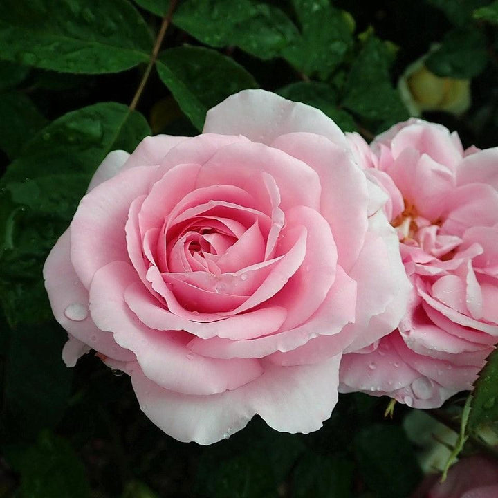 Rosa 'AUSboard' ~ Gertrude Jekyll® Rose-ServeScape