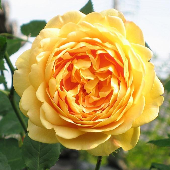 Rosa 'AUSgold ~ Golden Celebration Rose-ServeScape