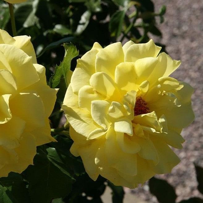 Rosa 'KORresia' ~ Sunsprite Rose-ServeScape