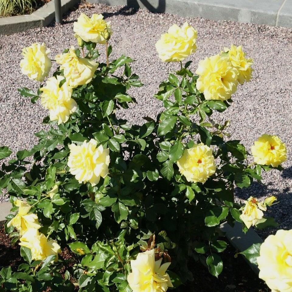 Rosa 'KORresia' ~ Sunsprite Rose-ServeScape