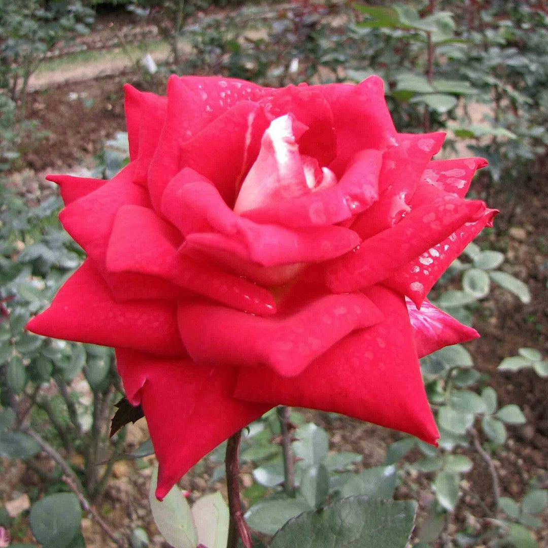 Rosa 'Love' ~ Love Rose-ServeScape