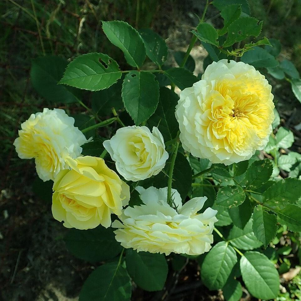 Rosa 'Auswalker' ~ The Pilgrim® Rose-ServeScape