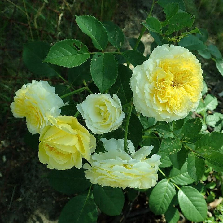 Rosa 'Auswalker' ~ The Pilgrim® Rose-ServeScape
