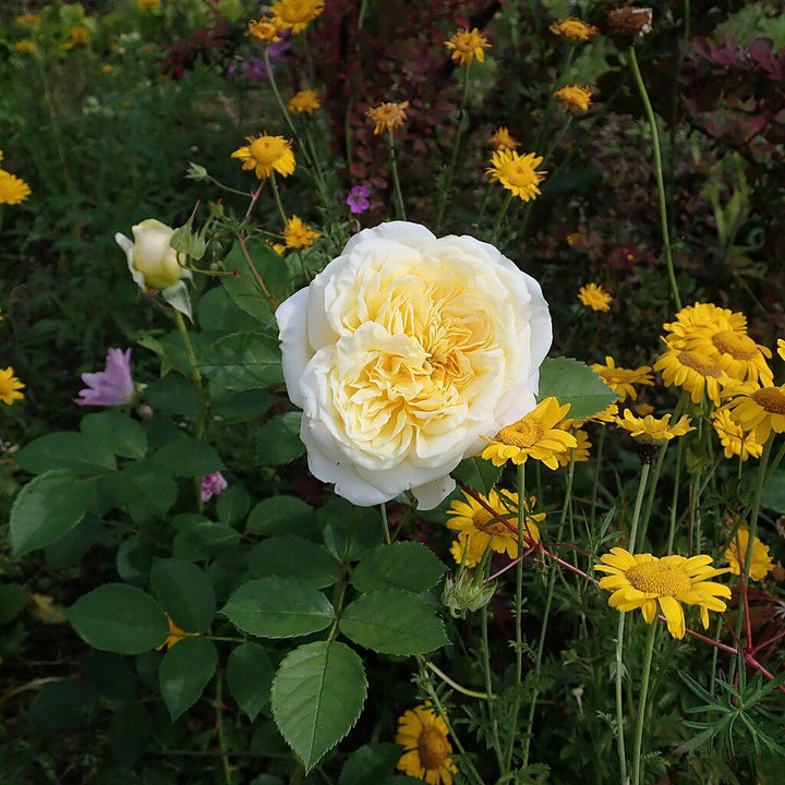 Rosa 'Auswalker' ~ The Pilgrim® Rose-ServeScape