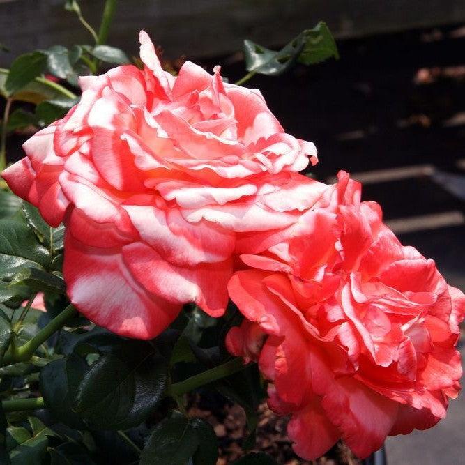 Rosa 'Aromiclea' ~ Voodoo™ Rose-ServeScape