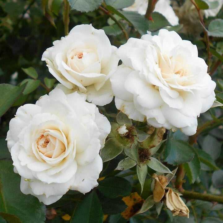 Rosa 'White Dawn' ~ White Dawn Rose-ServeScape