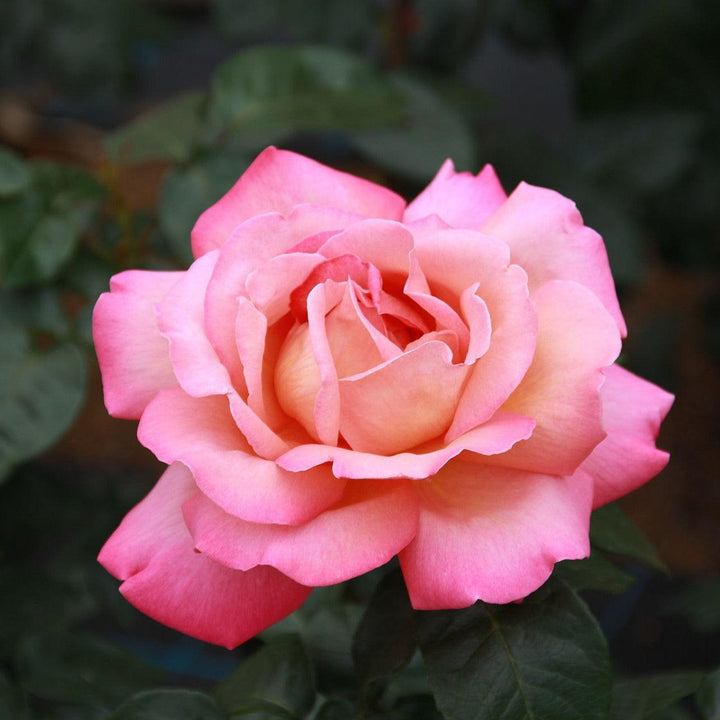 Rosa 'Johnago' ~ Chicago Peace® Rose-ServeScape