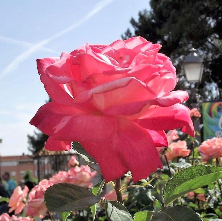 Rosa 'Johnago' ~ Chicago Peace® Rose-ServeScape