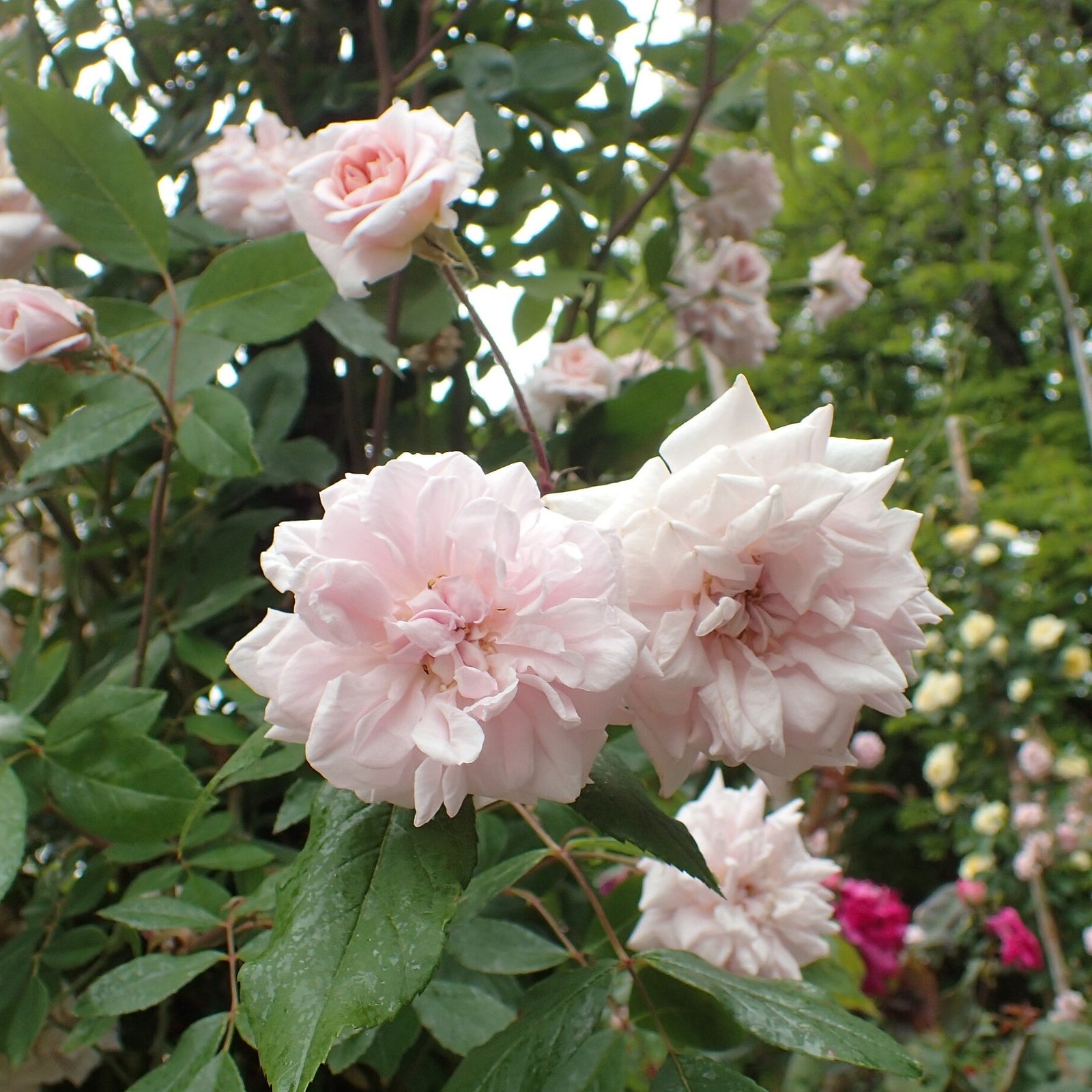 Rosa ‘Cecile Brunner’ ~ Cecile Brunner™ Climbing Rose-ServeScape