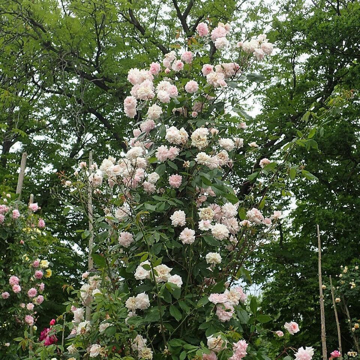 Rosa ‘Cecile Brunner’ ~ Cecile Brunner™ Climbing Rose-ServeScape