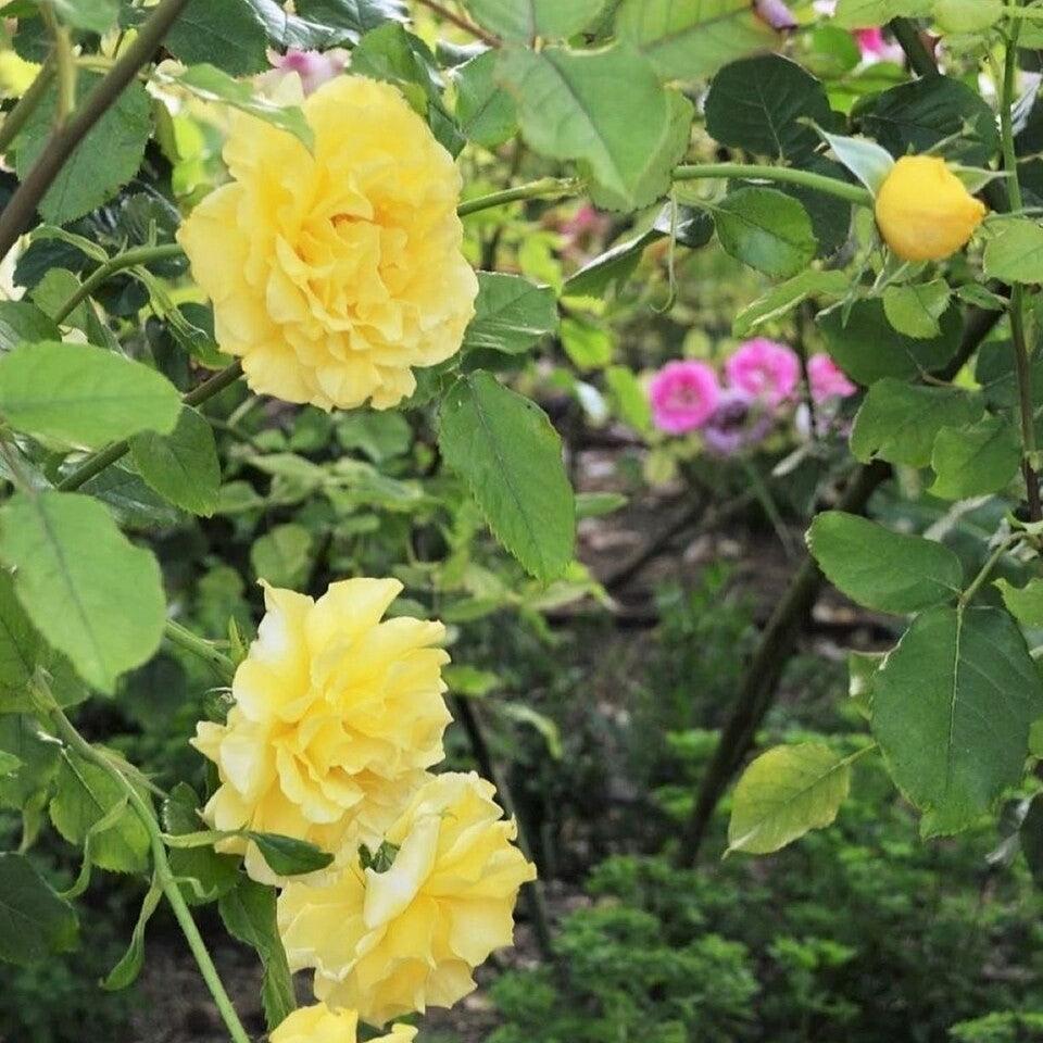 Rosa 'KORresia' ~ Sunsprite Rose-ServeScape
