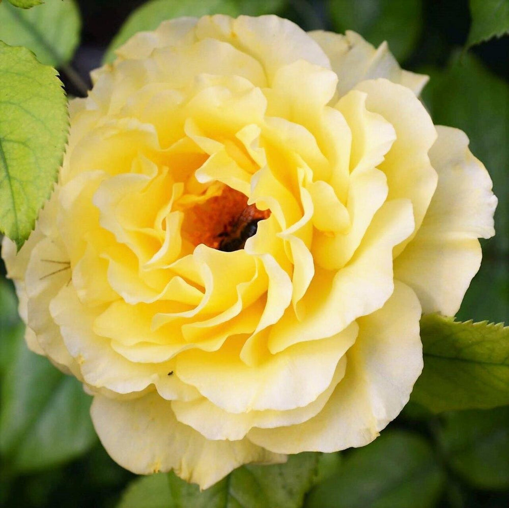 Rosa 'KORresia' ~ Sunsprite Rose-ServeScape