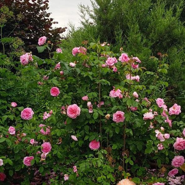 Rosa 'AUSboard' ~ Gertrude Jekyll® Rose-ServeScape