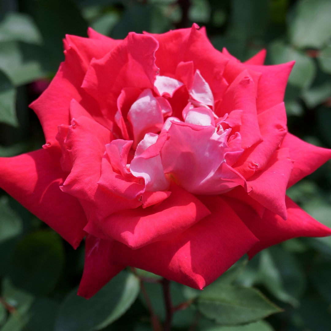 Rosa 'Love' ~ Love Rose-ServeScape