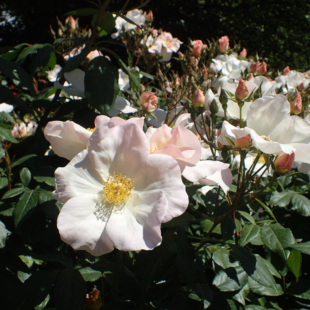 Rosa 'Sally Holmes' ~ Sally Holmes Climbing Rose-ServeScape