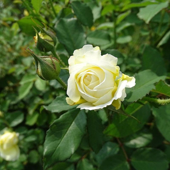Rosa 'Auswalker' ~ The Pilgrim® Rose-ServeScape