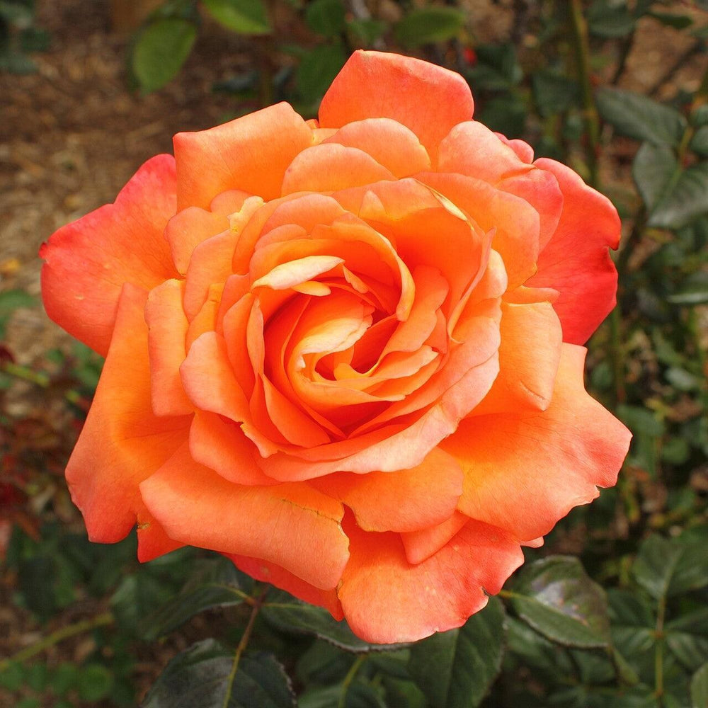 Rosa 'Aromiclea' ~ Voodoo™ Rose-ServeScape
