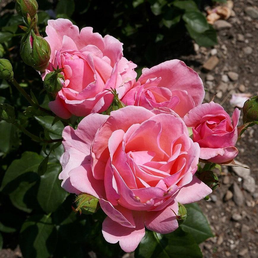 Rosa 'Queen Elizabeth' ~ Queen Elizabeth™ Grandiflora Rose-ServeScape