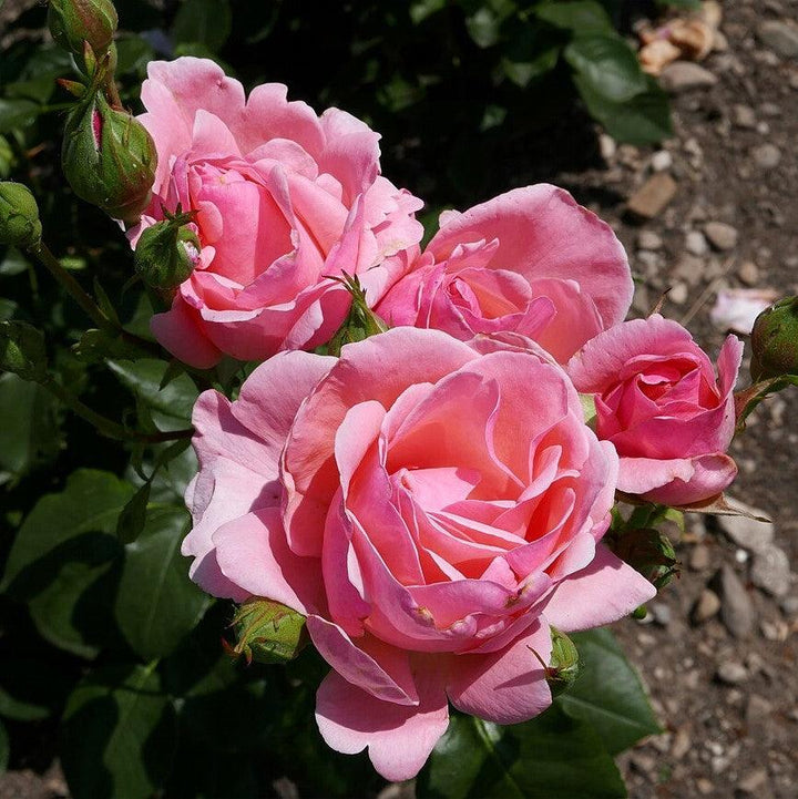 Rosa 'Queen Elizabeth' ~ Queen Elizabeth™ Grandiflora Rose-ServeScape