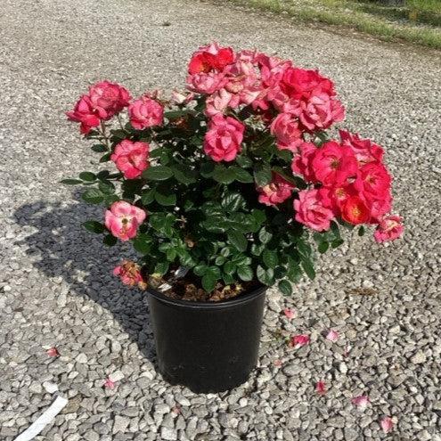 Rosa x 'Meitraligh' ~ Brick House Rose-ServeScape