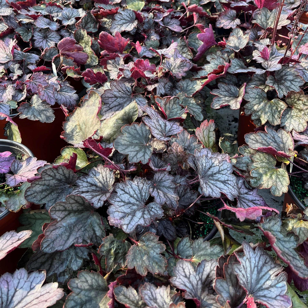 Heuchera × villosa 'Carnival Rose Granita' ~ Carnival Rose Granita Heuchera-ServeScape