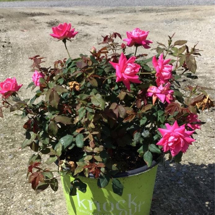 Rosa ‘Radtkopink’ PP 18,507 ~ Monrovia® Double Pink Knock Out® Rose-ServeScape