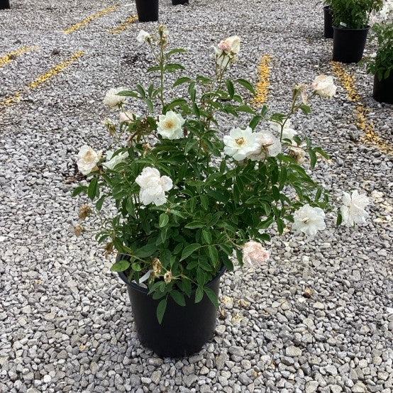 Rosa 'Korbin' ~ Iceberg Rose-ServeScape