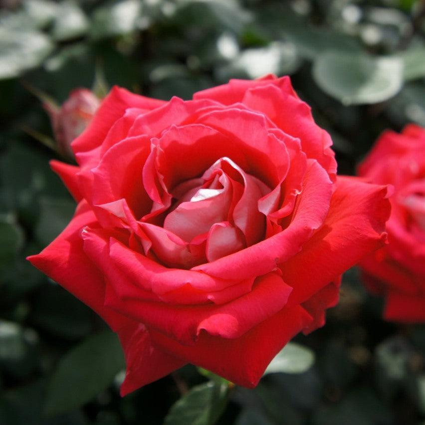 Rosa 'Love' ~ Love Rose-ServeScape